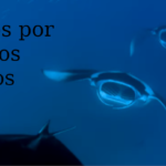 Vídeo del Papa Francisco para septiembre. Orar por los oceanos.