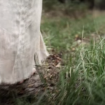 La iglesia en camino. Vídeo del Papa Francisco.